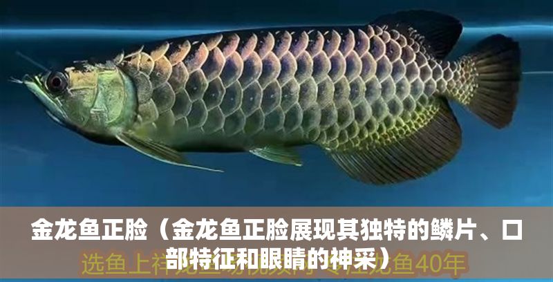 金龍魚正臉（金龍魚正臉展現其獨特的鱗片、口部特征和眼睛的神采）