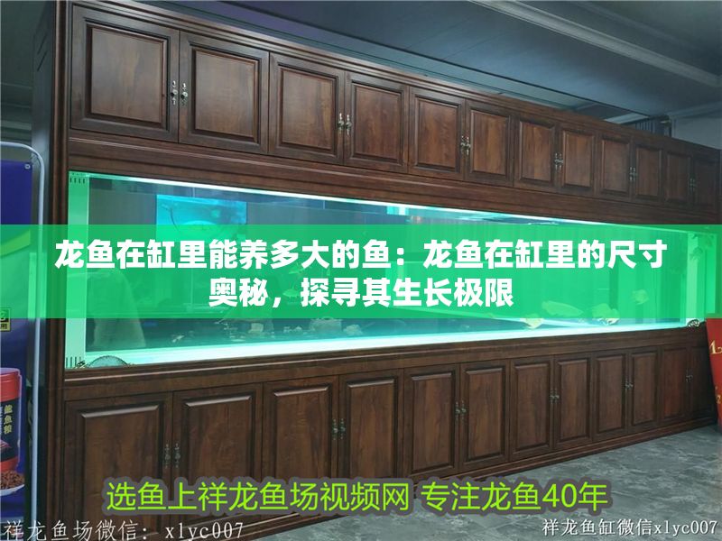 龍魚在缸里能養多大的魚：龍魚在缸里的尺寸奧秘，探尋其生長極限