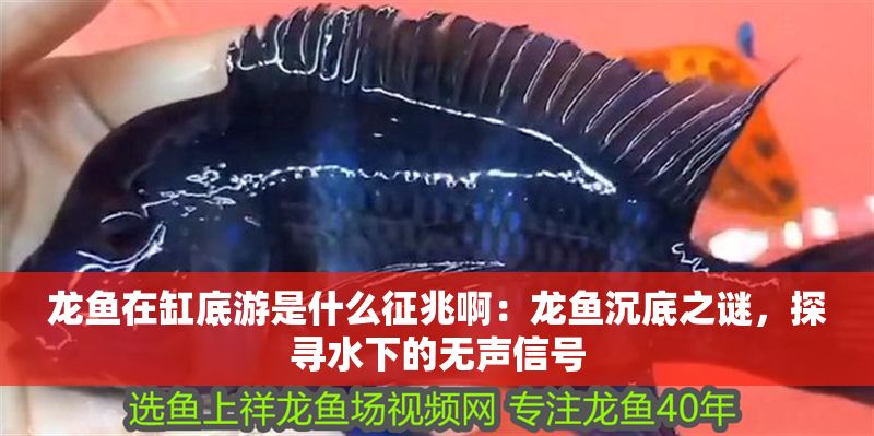 龍魚在缸底游是什么征兆啊：龍魚沉底之謎，探尋水下的無聲信號