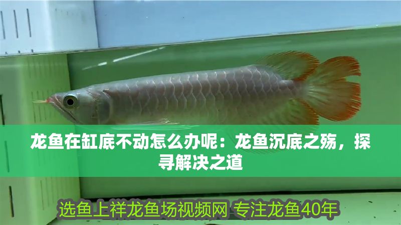 龍魚在缸底不動怎么辦呢：龍魚沉底之殤，探尋解決之道
