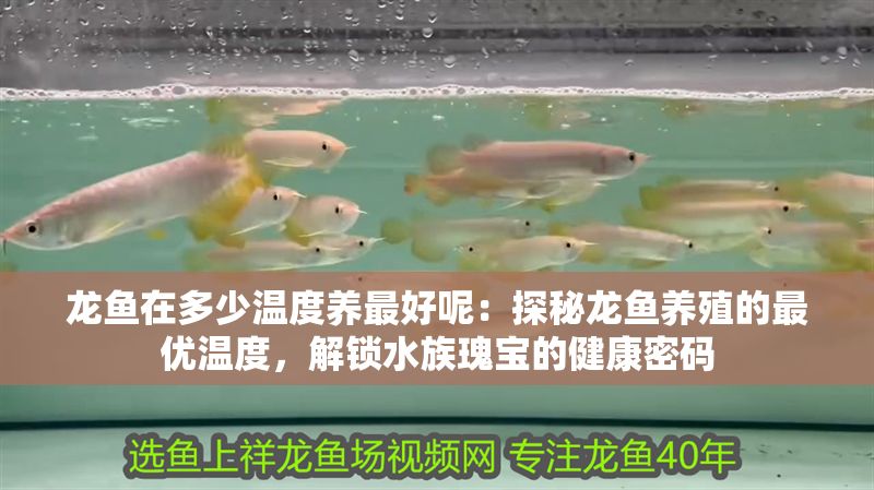 龍魚在多少溫度養(yǎng)最好呢：探秘龍魚養(yǎng)殖的最優(yōu)溫度，解鎖水族瑰寶的健康密碼