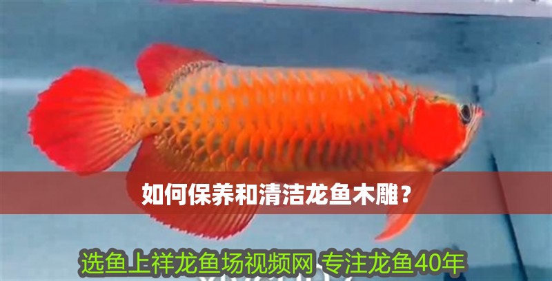 如何保養和清潔龍魚木雕？