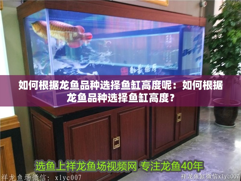 如何根據龍魚品種選擇魚缸高度呢：如何根據龍魚品種選擇魚缸高度？ 如何根據龍魚品種選擇魚缸高度呢：如何根據龍魚品種選擇魚缸高度？ 水族問答