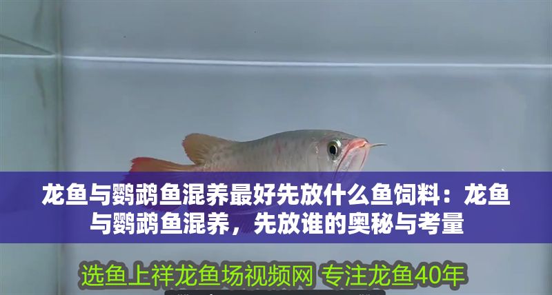 龍魚與鸚鵡魚混養最好先放什么魚飼料：龍魚與鸚鵡魚混養，先放誰的奧秘與考量