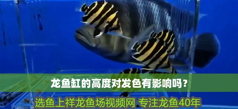 龍魚缸的高度對發(fā)色有影響嗎？