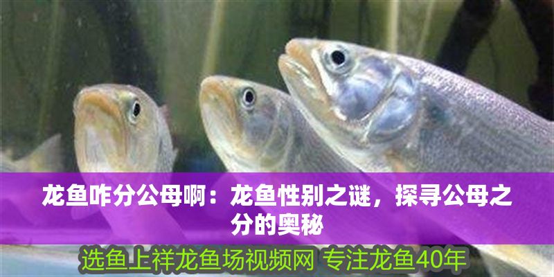龍魚咋分公母啊：龍魚性別之謎，探尋公母之分的奧秘