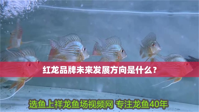 紅龍品牌未來發展方向是什么？