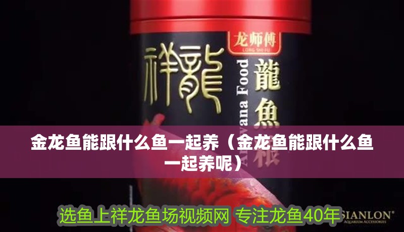 金龍魚能跟什么魚一起養（金龍魚能跟什么魚一起養呢）