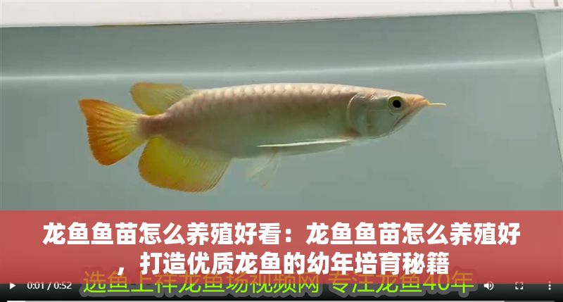 龍魚魚苗怎么養殖好看：龍魚魚苗怎么養殖好，打造優質龍魚的幼年培育秘籍
