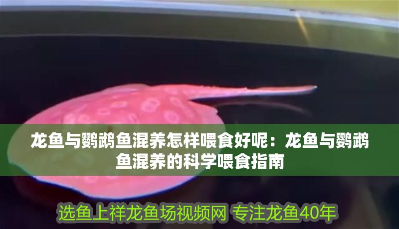龍魚與鸚鵡魚混養怎樣喂食好呢：龍魚與鸚鵡魚混養的科學喂食指南