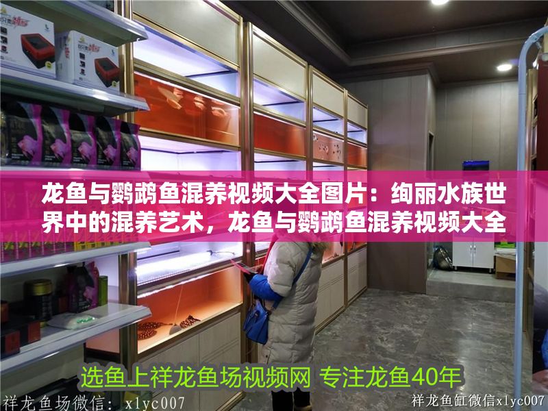 龍魚與鸚鵡魚混養視頻大全圖片：絢麗水族世界中的混養藝術，龍魚與鸚鵡魚混養視頻大全
