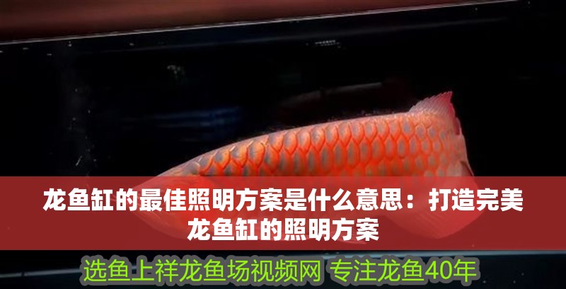 龍魚缸的最佳照明方案是什么意思：打造完美龍魚缸的照明方案