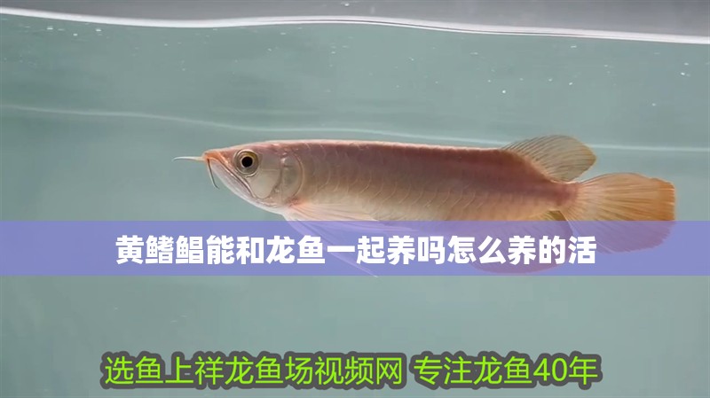 黃鰭鯧能和龍魚一起養嗎怎么養的活