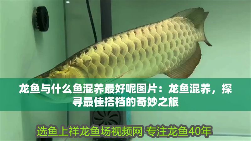 龍魚與什么魚混養(yǎng)最好呢圖片：龍魚混養(yǎng)，探尋最佳搭檔的奇妙之旅 龍魚與什么魚混養(yǎng)最好呢圖片：龍魚混養(yǎng)，探尋最佳搭檔的奇妙之旅 龍魚百科 第1張