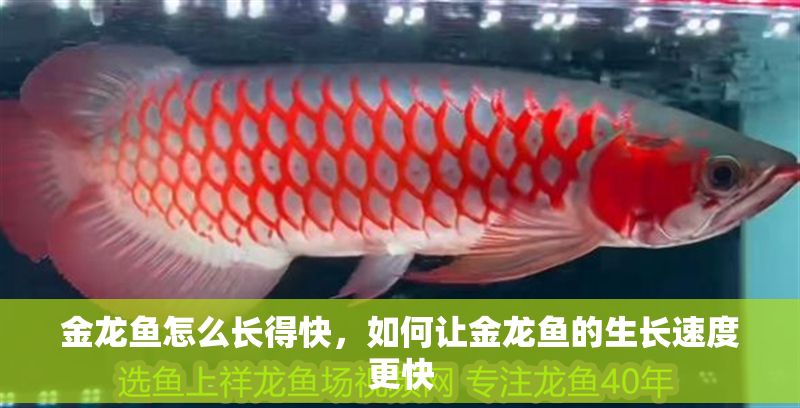 金龍魚怎么長得快,如何讓金龍魚的生長速度更快 龍魚百科 第2張 金龍魚怎么長得快,如何讓金龍魚的生長速度更快 金龍魚怎么長得快,如何讓金龍魚的生長速度更快 龍魚百科 第2張