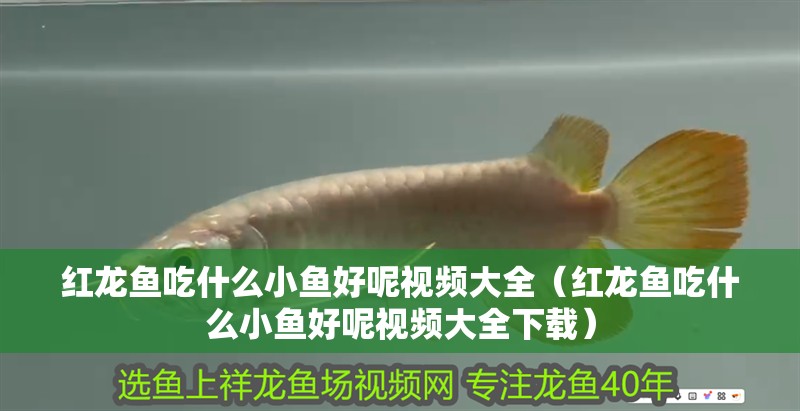 紅龍魚吃什么小魚好呢視頻大全（紅龍魚吃什么小魚好呢視頻大全下載）