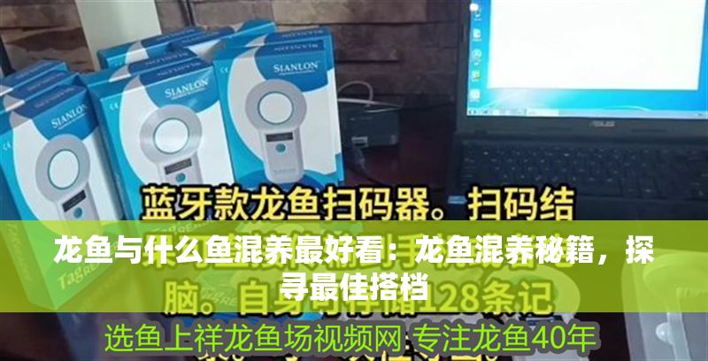 龍魚與什么魚混養最好看：龍魚混養秘籍，探尋最佳搭檔