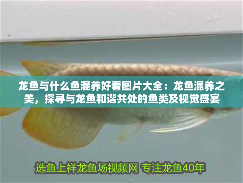 龍魚與什么魚混養好看圖片大全：龍魚混養之美，探尋與龍魚和諧共處的魚類及視覺盛宴