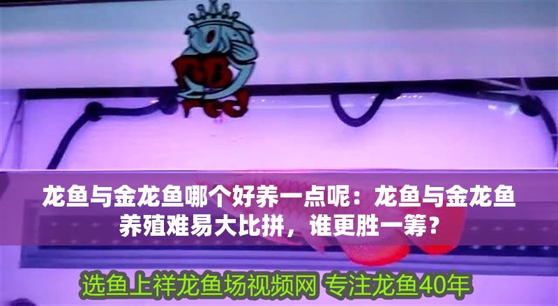 龍魚與金龍魚哪個好養一點呢：龍魚與金龍魚養殖難易大比拼，誰更勝一籌？