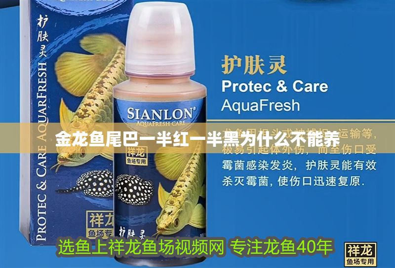 金龍魚尾巴一半紅一半黑為什么不能養