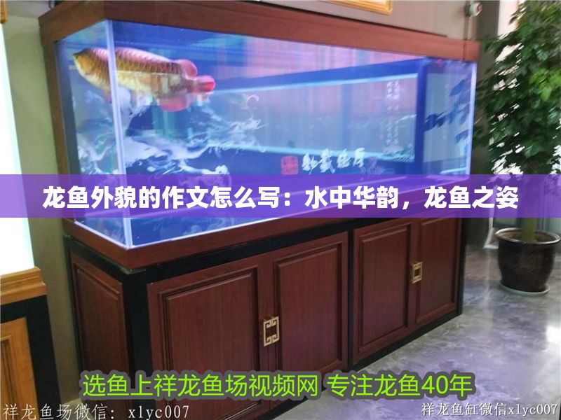 龍魚外貌的作文怎么寫：水中華韻，龍魚之姿