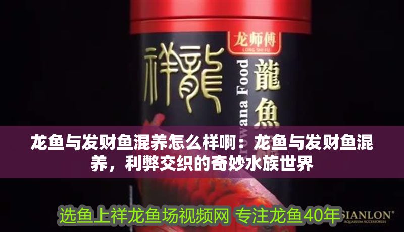龍魚與發(fā)財(cái)魚混養(yǎng)怎么樣啊：龍魚與發(fā)財(cái)魚混養(yǎng)，利弊交織的奇妙水族世界