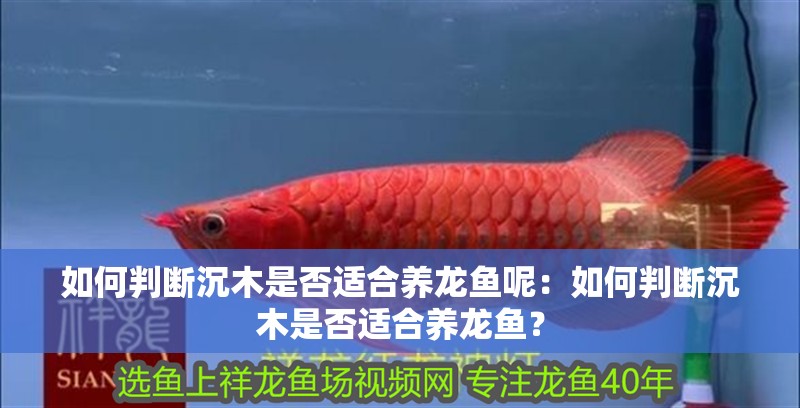 如何判斷沉木是否適合養龍魚呢：如何判斷沉木是否適合養龍魚？