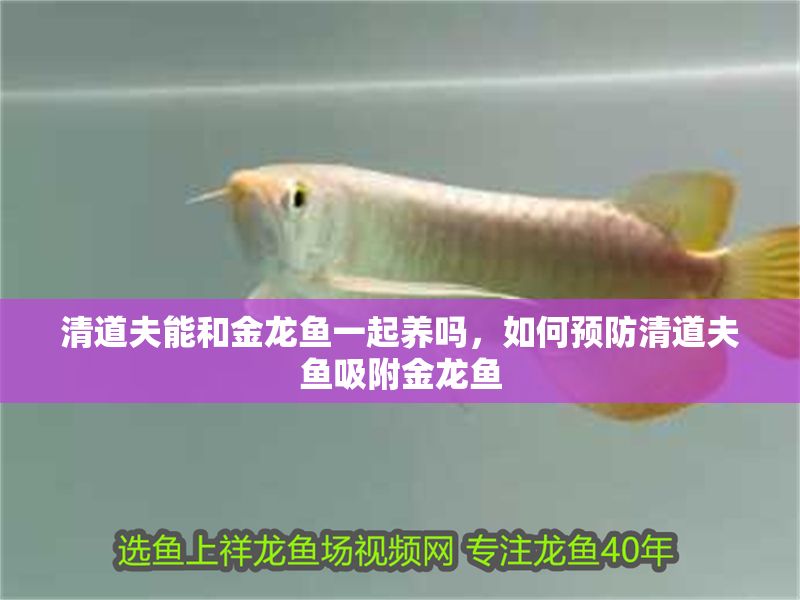 清道夫能和金龍魚一起養嗎，如何預防清道夫魚吸附金龍魚
