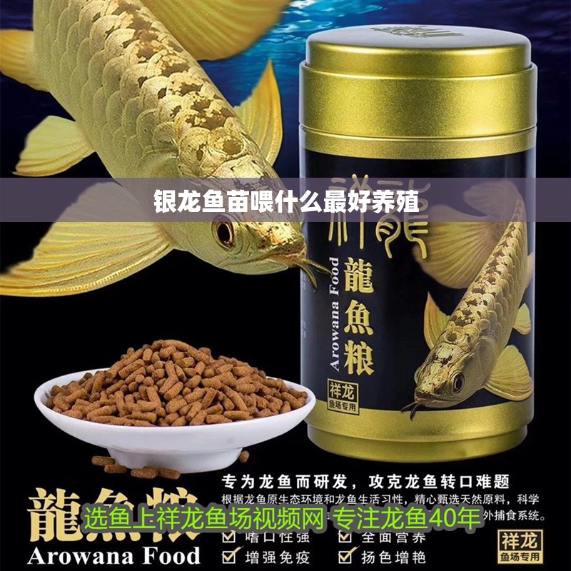 銀龍魚苗喂什么最好養殖