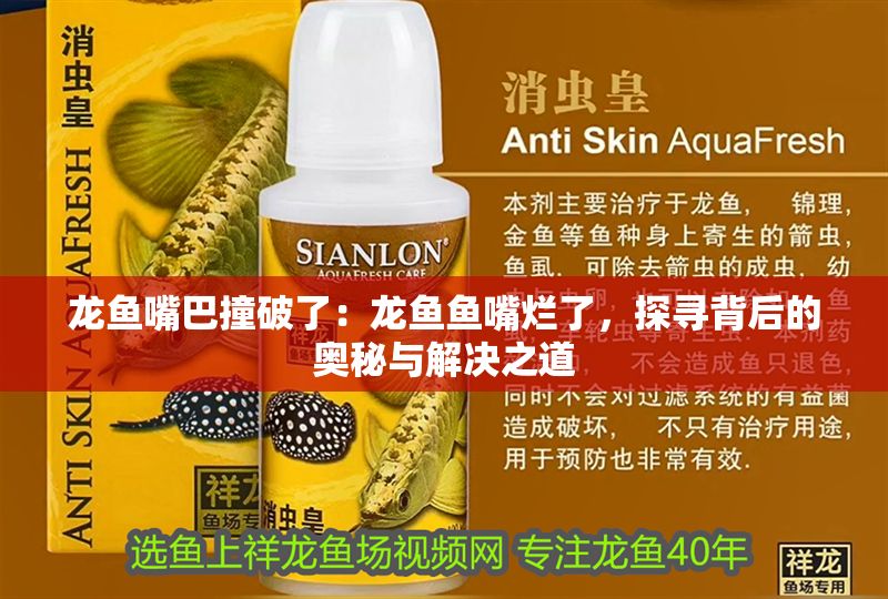 龍魚嘴巴撞破了：龍魚魚嘴爛了，探尋背后的奧秘與解決之道