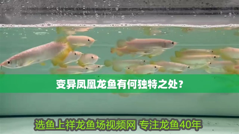 變異鳳凰龍魚有何獨特之處？