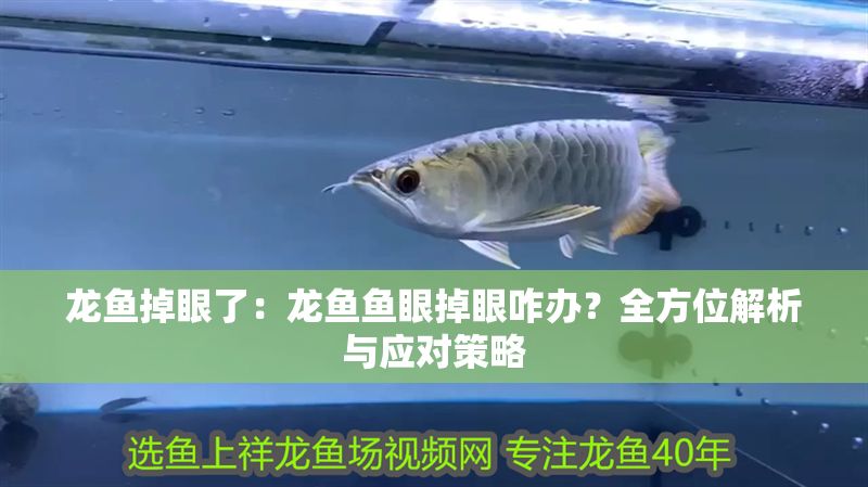 龍魚掉眼了：龍魚魚眼掉眼咋辦？全方位解析與應(yīng)對策略