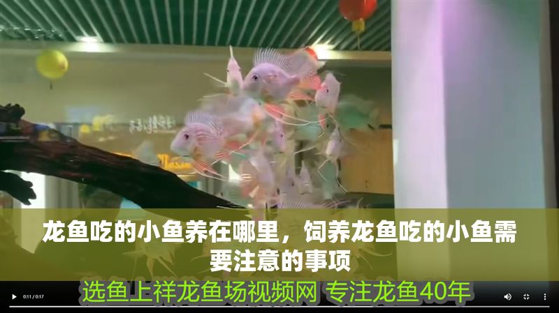 龍魚吃的小魚養在哪里，飼養龍魚吃的小魚需要注意的事項