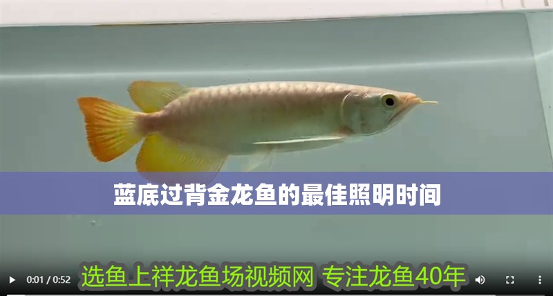 藍底過背金龍魚的最佳照明時間 藍底過背金龍魚的最佳照明時間 龍魚百科