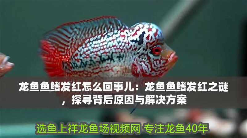 龍魚魚鰭發紅怎么回事兒：龍魚魚鰭發紅之謎，探尋背后原因與解決方案