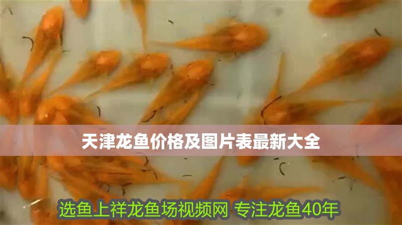 天津龍魚價格及圖片表最新大全