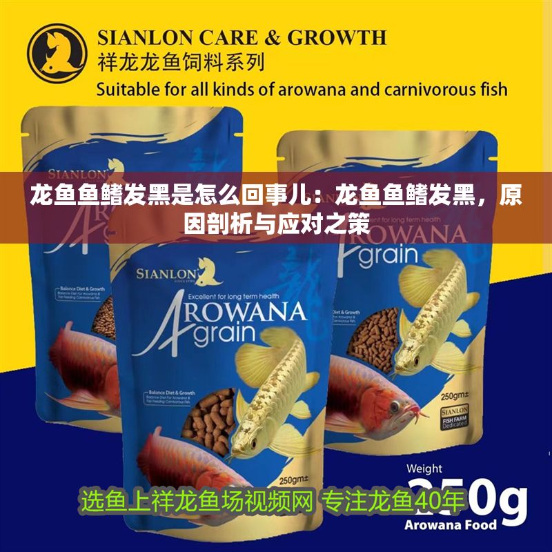 龍魚魚鰭發黑是怎么回事兒：龍魚魚鰭發黑，原因剖析與應對之策