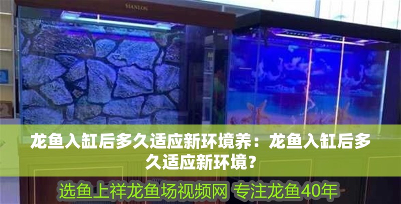 龍魚入缸后多久適應新環(huán)境養(yǎng)：龍魚入缸后多久適應新環(huán)境？