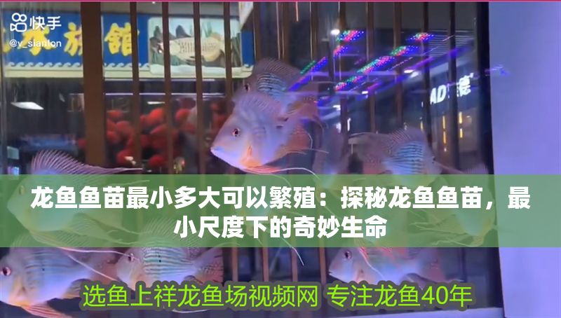 龍魚魚苗最小多大可以繁殖：探秘龍魚魚苗，最小尺度下的奇妙生命