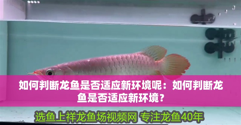 如何判斷龍魚是否適應新環境呢：如何判斷龍魚是否適應新環境？