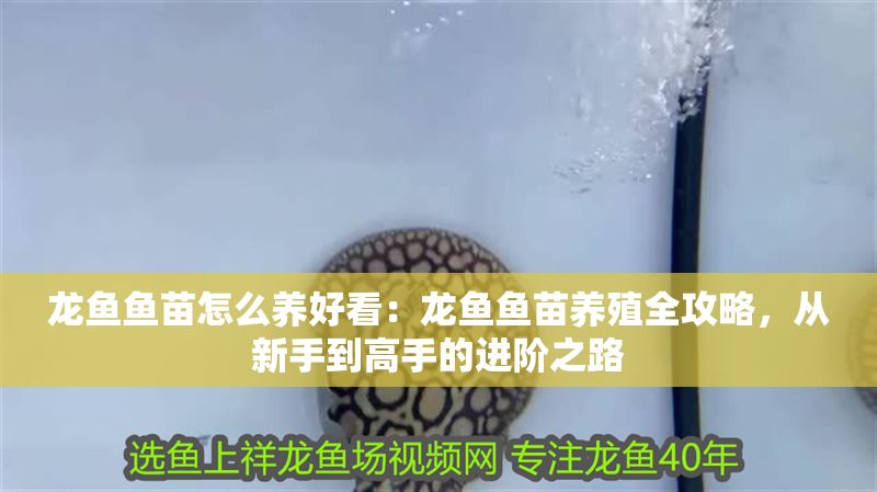 龍魚魚苗怎么養好看：龍魚魚苗養殖全攻略，從新手到高手的進階之路