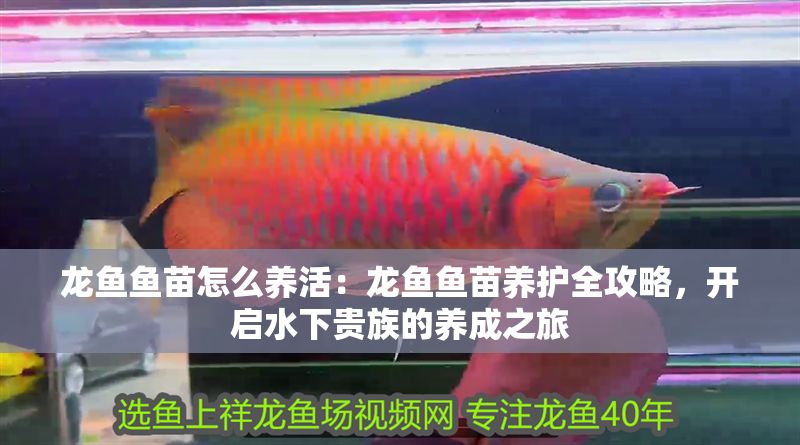 龍魚魚苗怎么養活：龍魚魚苗養護全攻略，開啟水下貴族的養成之旅