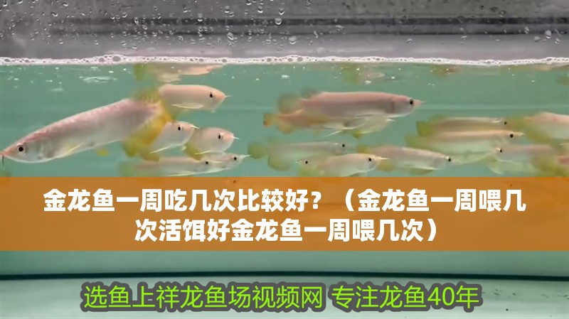 金龍魚一周吃幾次比較好？（金龍魚一周喂幾次活餌好金龍魚一周喂幾次）