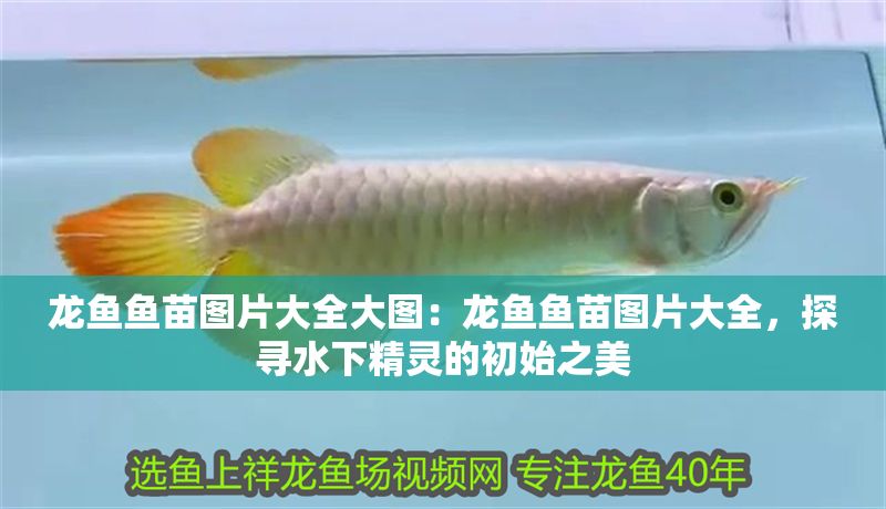 龍魚魚苗圖片大全大圖：龍魚魚苗圖片大全，探尋水下精靈的初始之美