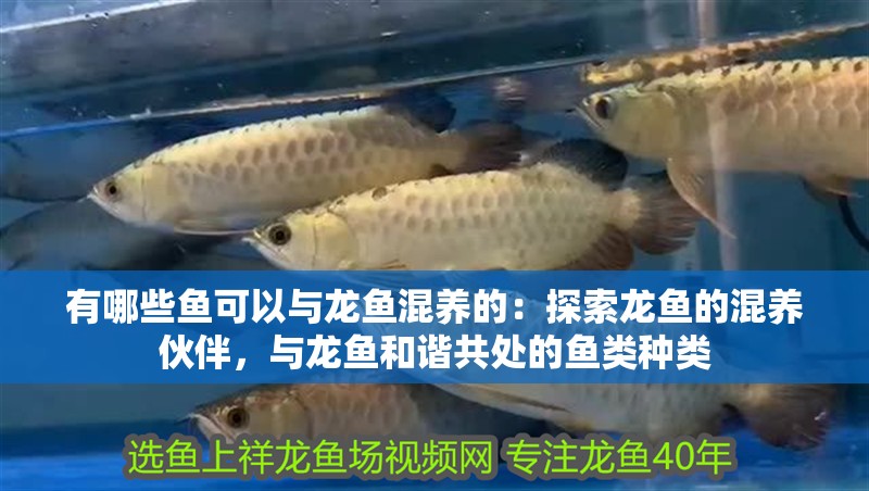 有哪些魚可以與龍魚混養的：探索龍魚的混養伙伴，與龍魚和諧共處的魚類種類
