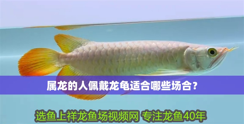 屬龍的人佩戴龍龜適合哪些場(chǎng)合？ 屬龍的人佩戴龍龜適合哪些場(chǎng)合？ 龍魚(yú)百科