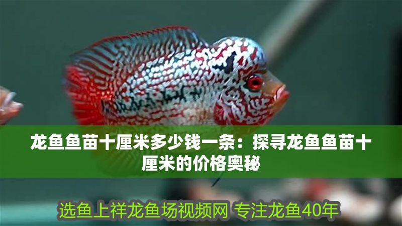 龍魚(yú)魚(yú)苗十厘米多少錢(qián)一條：探尋龍魚(yú)魚(yú)苗十厘米的價(jià)格奧秘