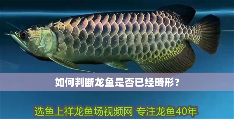 如何判斷龍魚是否已經(jīng)畸形？
