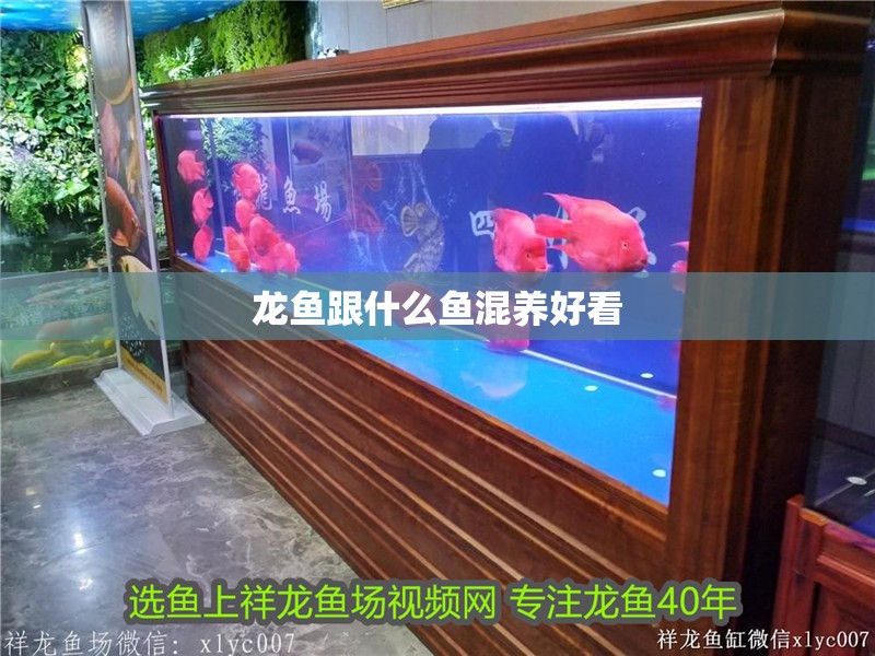 龍魚跟什么魚混養好看