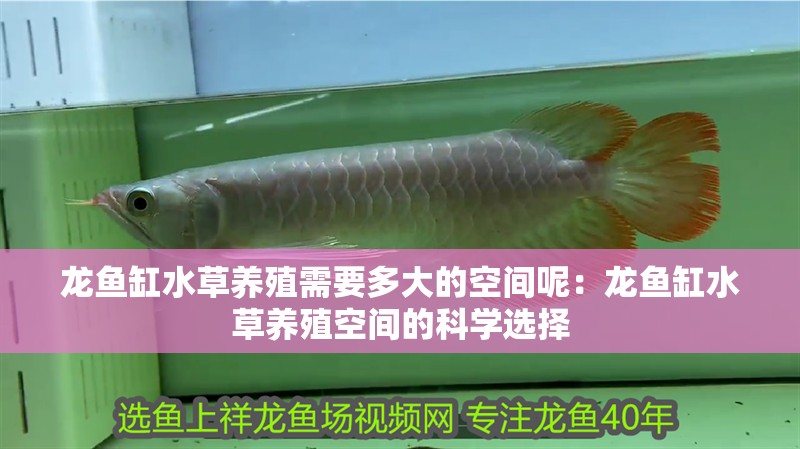 龍魚缸水草養殖需要多大的空間呢：龍魚缸水草養殖空間的科學選擇